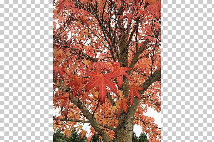 Maple Leaf Sugar Maple Tree Nursery Deciduous PNG, Clipart, Autumn, Autumn Leaf Color, Branch, Deciduous, Flora Free PNG Download