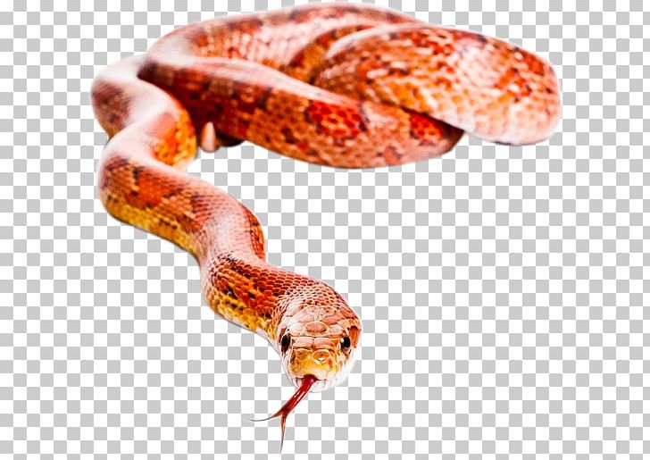 Boa Constrictor Corn Snake Milk Snake Old World Sand Boas PNG, Clipart, Animals, Animal Source Foods, Boa Constrictor, Boas, California Mountain Kingsnake Free PNG Download