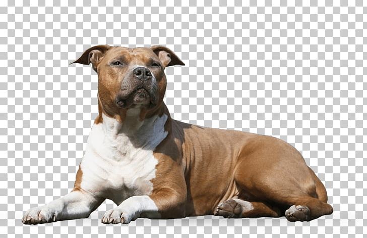 Dog Breed American Staffordshire Terrier Staffordshire Bull Terrier Companion Dog PNG, Clipart, American Staffordshire, American Staffordshire Terrier, Animals, Breed, Breeder Free PNG Download