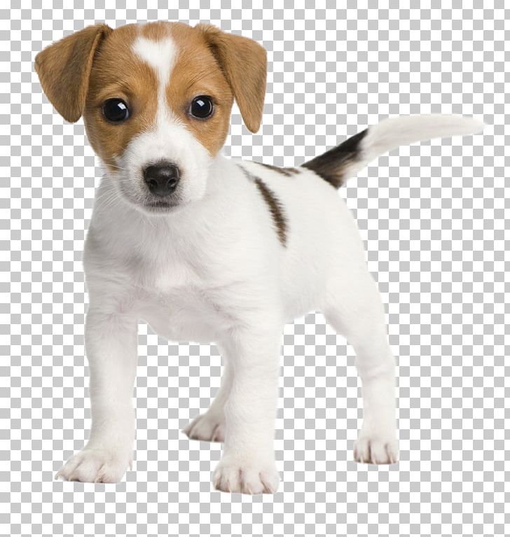 Jack Russell Terrier Parson Russell Terrier Puppy Goldendoodle PNG, Clipart, Animals, Carnivoran, Companion Dog, Dog Breed, Dog Breed Group Free PNG Download