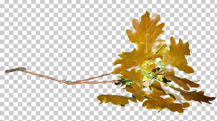 Leaf Acorn Oak Plant Stem PNG, Clipart, 2017, Acorn, Autumn, Blog, Branch Free PNG Download
