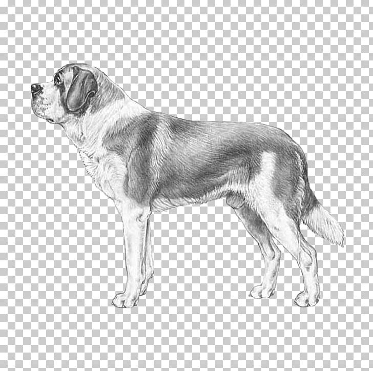 Dog Breed St. Bernard Puppy Cane Corso German Pinscher PNG, Clipart, Animals, Bernard, Black And White, Breed, Cane Corso Free PNG Download