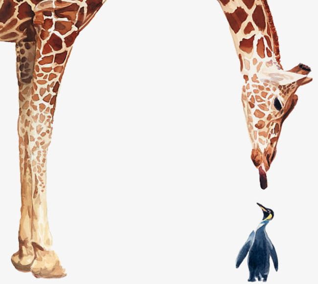 Giraffes And Penguins Realistic Watercolor PNG, Clipart, Animal, Giraffe, Giraffes Clipart, Giraffes Clipart, Jackson Free PNG Download