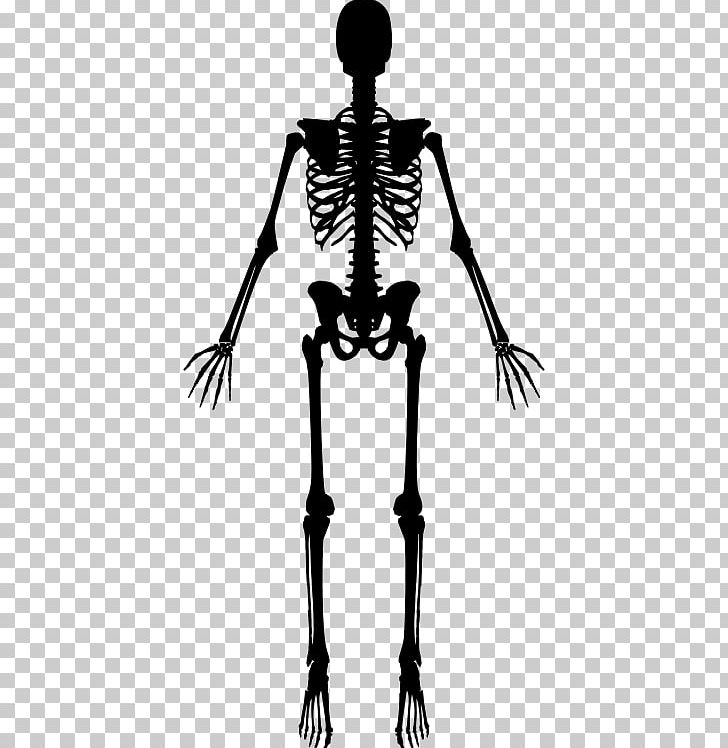 Human Skeleton PNG, Clipart, Black And White, Bone, Computer Icons, Heart, Human Free PNG Download