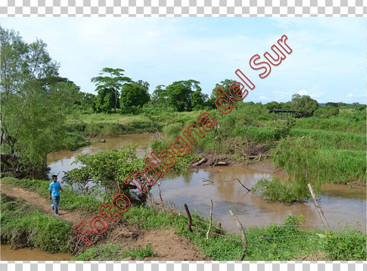 Nature Reserve Water Resources Vegetation Shrubland Riparian Zone PNG, Clipart, Agriculture, Bank, Floodplain, Grass, Grass Family Free PNG Download