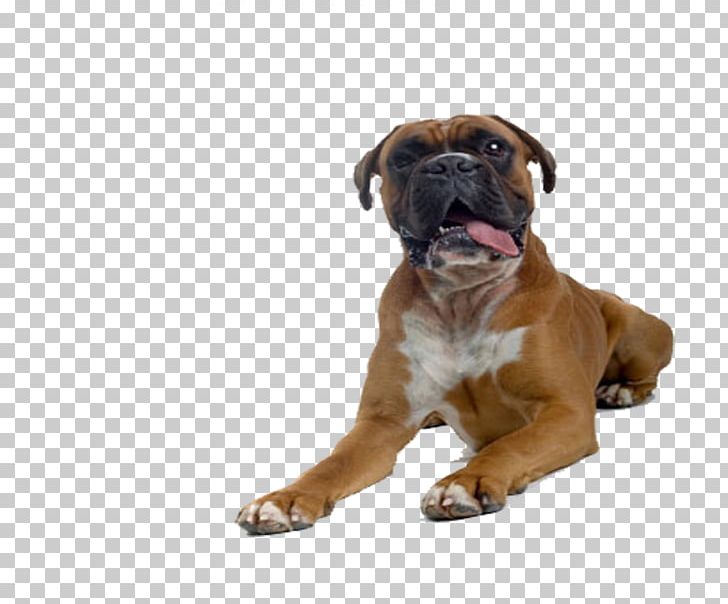 Valley Bulldog Boxer Bullmastiff Bullenbeisser Formosan Mountain Dog PNG, Clipart, Animal, Carnivoran, Companion Dog, Dog, Dog Breed Free PNG Download