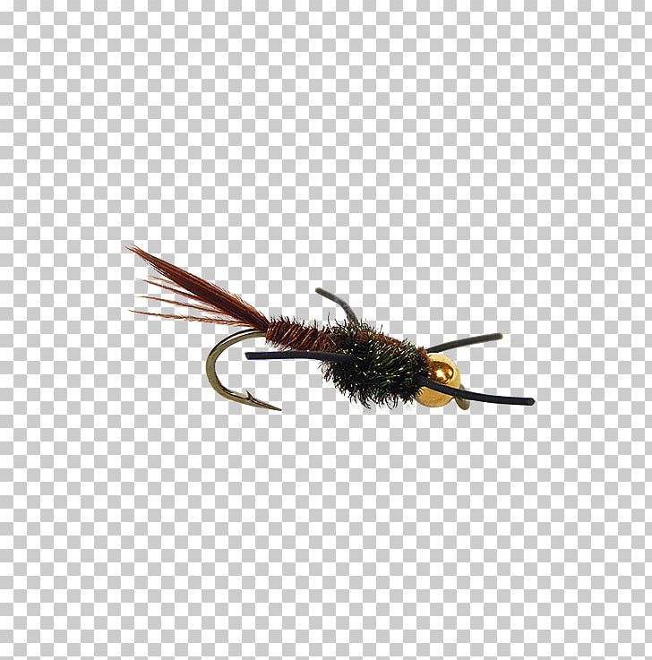 Fly Fishing Pheasant Tail Nymph Insect PNG, Clipart, 30 January, Artificial Fly, Email, Fly, Fly Fishing Free PNG Download