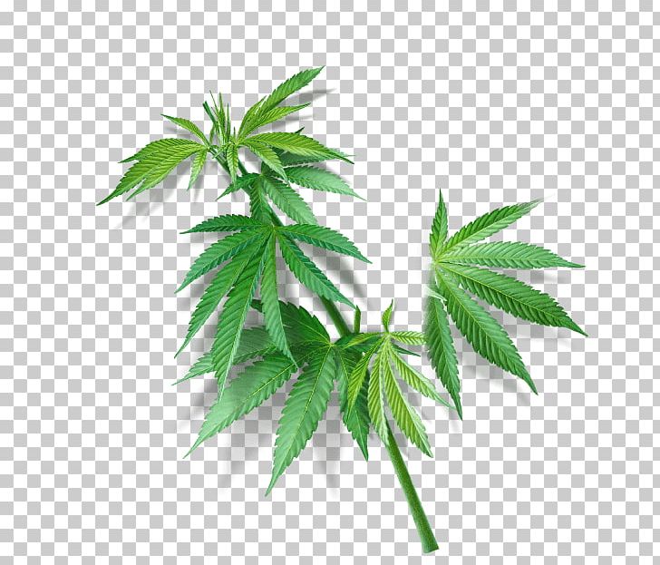 Hemp Cannabaceae Cannabis Sativa Navitas Organics PNG, Clipart, Cannabaceae, Cannabis, Cannabis Sativa, Farm, Hemp Free PNG Download