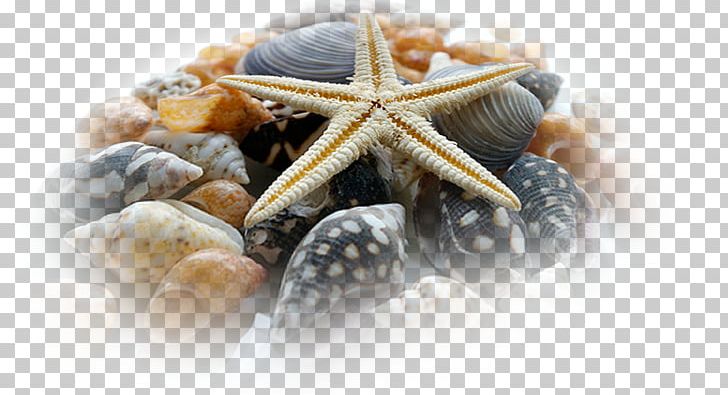Shore Bank Seashell Starfish PNG, Clipart, Animals, Bank, Beach, Beautiful Starfish, Breaking Wave Free PNG Download