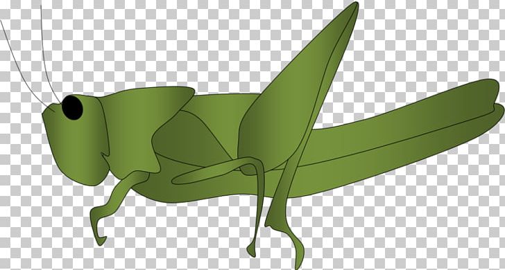 The Ant And The Grasshopper Locust PNG, Clipart, Ant And The Grasshopper, Arthropod, Cricket Like Insect, Download, Fauna Free PNG Download