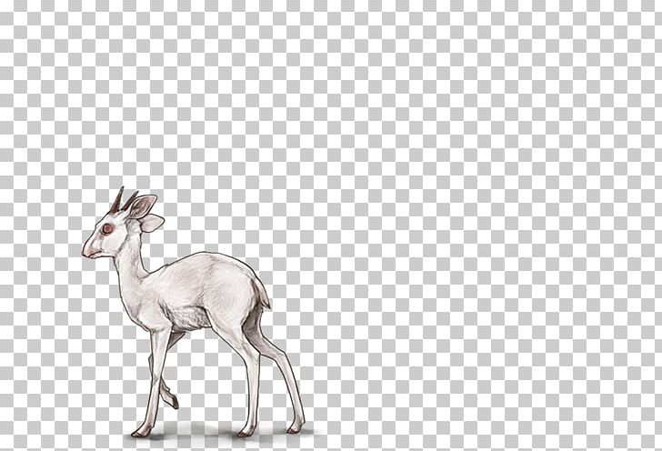 Antelope Deer Mammal Felidae Horn PNG, Clipart, Agouti, Albinism, Animal, Animals, Antelope Free PNG Download