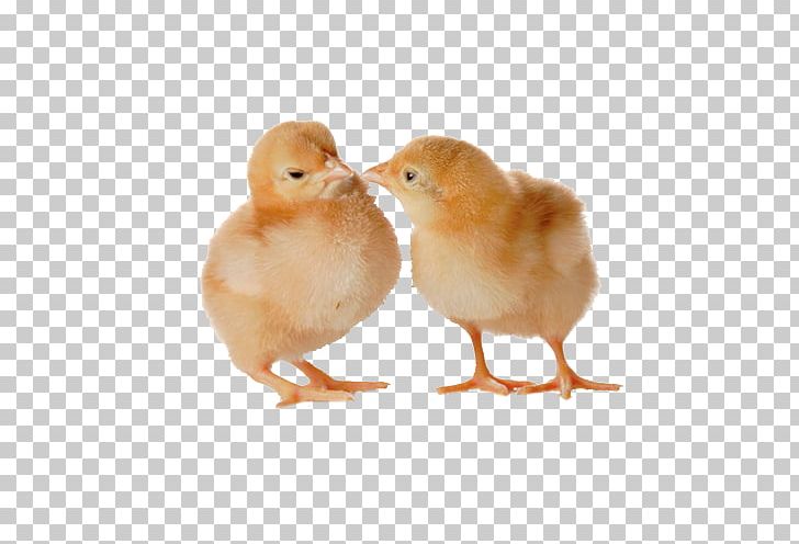 Chickens As Pets Bird Poultry Feed Cygnini PNG, Clipart, Animals, Baby, Beak, Bird, Chicken Free PNG Download