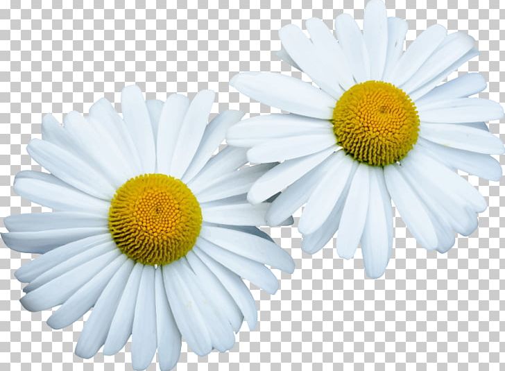 Common Daisy Computer Icons Flower PNG, Clipart, Chamaemelum Nobile, Chamomile, Chrysanths, Computer Icons, Computer Network Free PNG Download