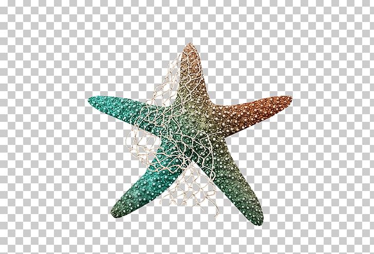 Starfish Sea Echinoderm PNG, Clipart, Animal, Animals, Color, Colored Starfish, Coloring Free PNG Download