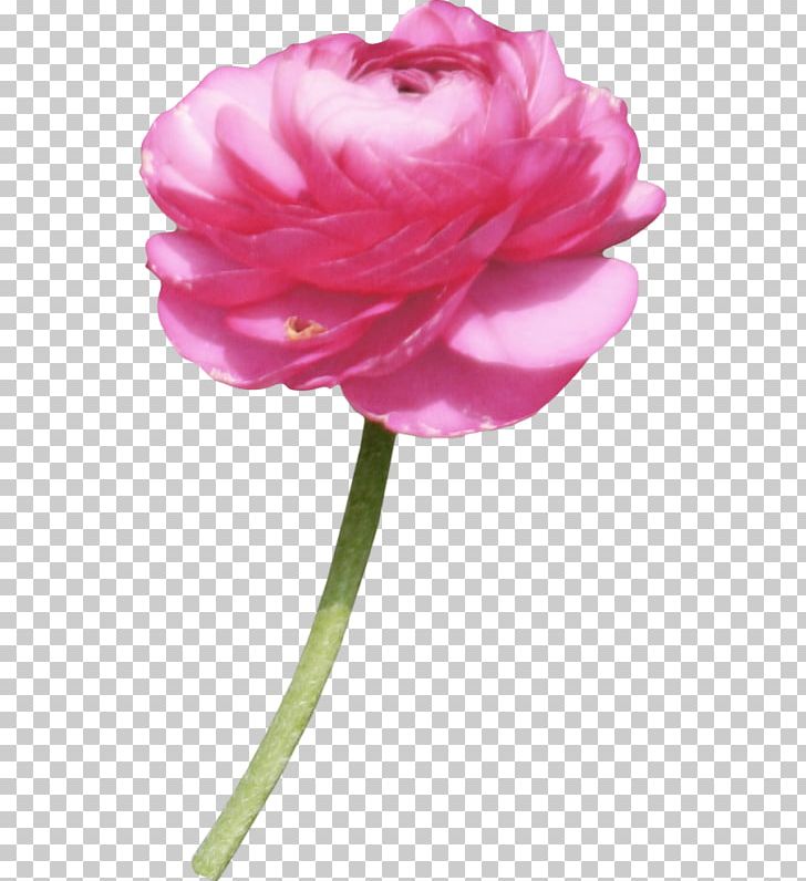 Garden Roses Albom Centifolia Roses PNG, Clipart, Albom, Computer Icons, Copyright, Cut Flowers, Flower Free PNG Download