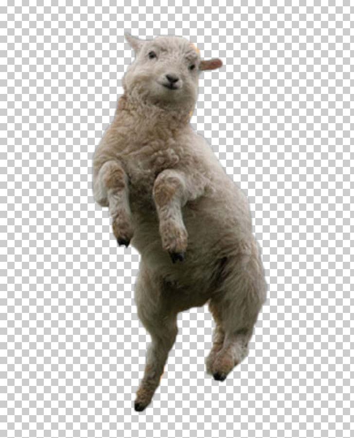 Sheep Shearing Lamb And Mutton Wool Alpaca PNG, Clipart, Alpaca, Animals, Cattle Like Mammal, Cow Goat Family, Dog Breed Free PNG Download