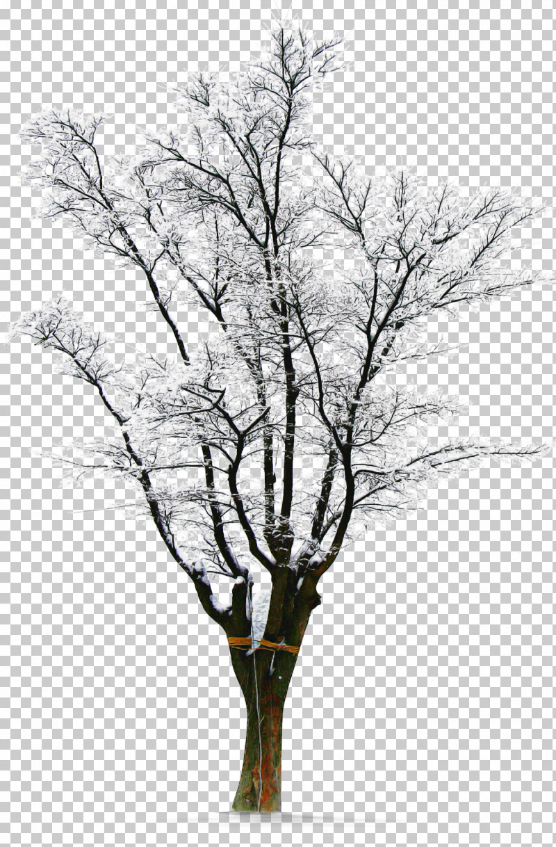 Tree Branch Woody Plant Plant Twig PNG, Clipart, Branch, Plant, Plant Stem, Tree, Trunk Free PNG Download
