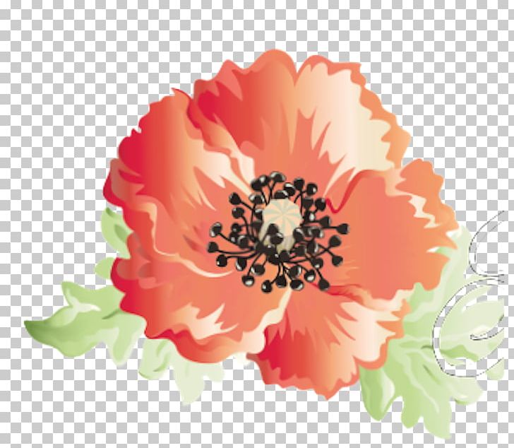 Cut Flowers Opium Poppy PNG, Clipart, Annual Plant, Clip Art, Cut Flowers, Daisy Family, Drawing Free PNG Download