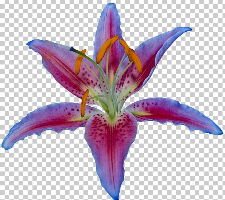 Tiger Lily Egyptian Lotus Flower Petal PNG, Clipart, Clip Art, Daylily, Egyptian, Egyptian Lotus, Floristry Free PNG Download