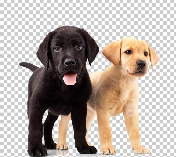 Labrador Retriever Golden Retriever Puppy Dog Breed PNG, Clipart, Animal, Animals, Black, Black Dog, Carnivoran Free PNG Download