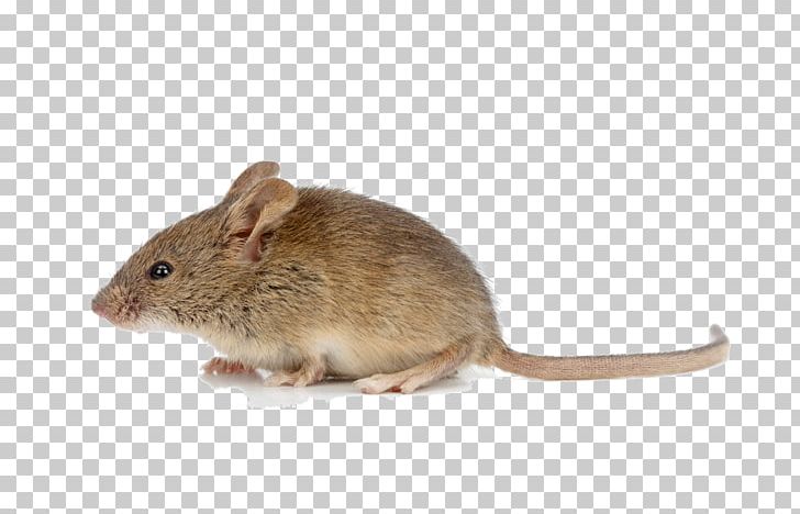 Rodent House Mouse Brown Rat Stock Photography PNG, Clipart, Brown Rat, Can Stock Photo, Dormouse, Fauna, Field Vole Free PNG Download