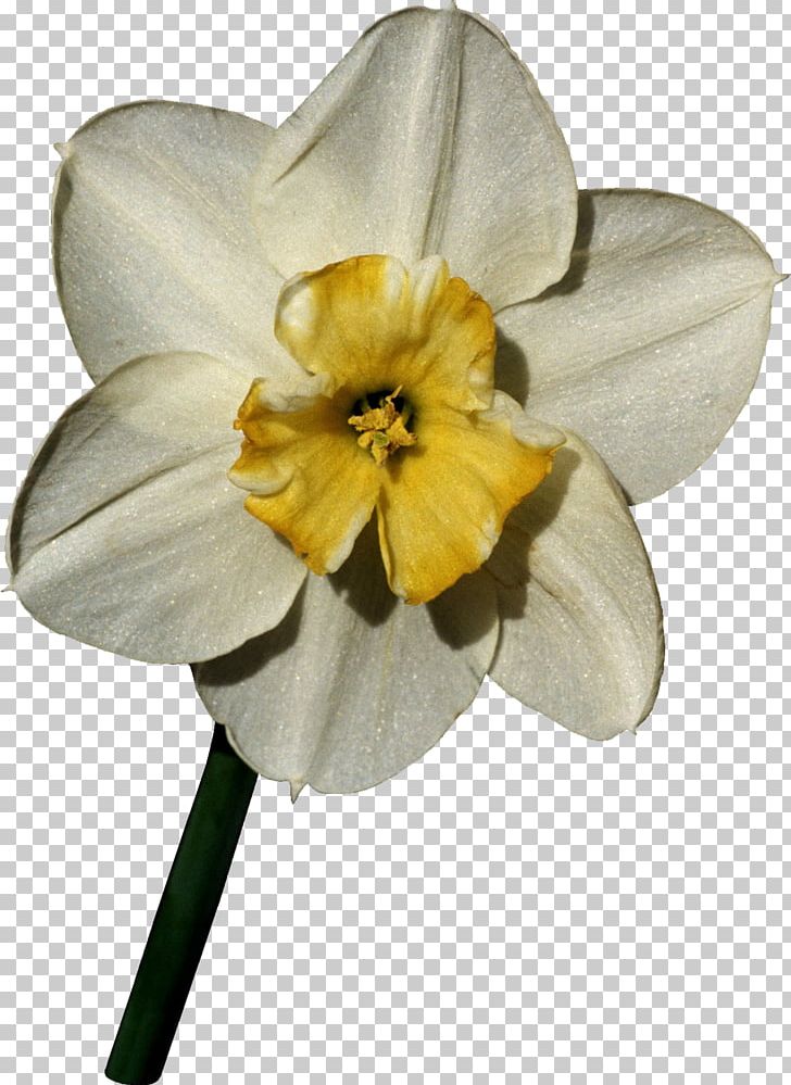 Flower Daffodil World Petal Nature PNG, Clipart, Albom, Amaryllis Family, Blume, Cut Flowers, Daffodil Free PNG Download