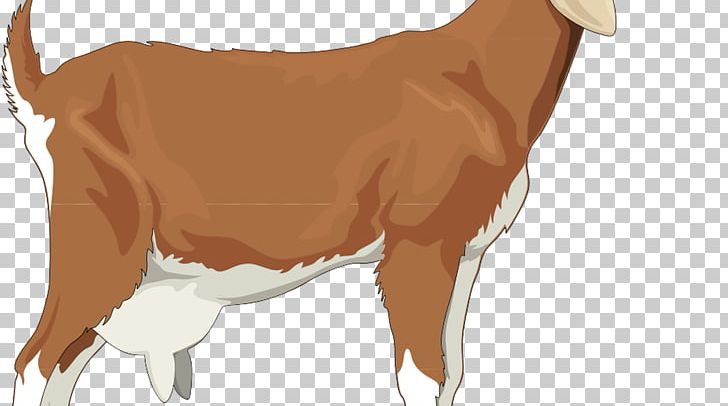 Golden Guernsey Boer Goat Sheep Russian White Goat PNG, Clipart, Animals, Boer Goat, Carnivoran, Cattle Like Mammal, Clip Free PNG Download