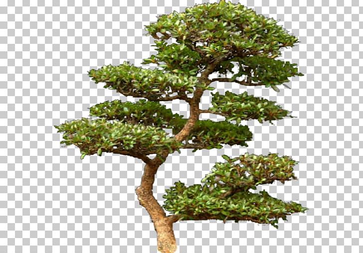 Tree Pine Computer Software PNG, Clipart, Archive File, Bonsai, Branch, Computer Software, Conifers Free PNG Download
