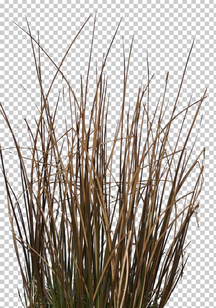 Twig Grasses Plant Stem Commodity Family PNG, Clipart, Branch, Commodity, Family, Grass, Grasses Free PNG Download
