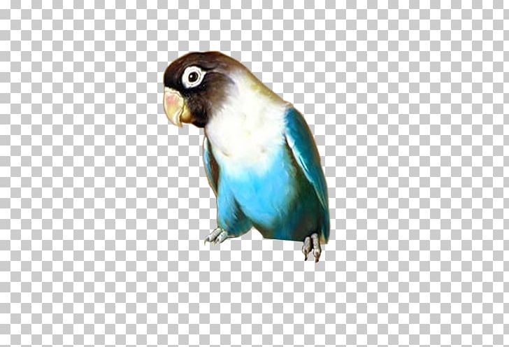 Budgerigar Lovebird Parakeet Blog PNG, Clipart, Animal, Animals, Beak, Bird, Blog Free PNG Download