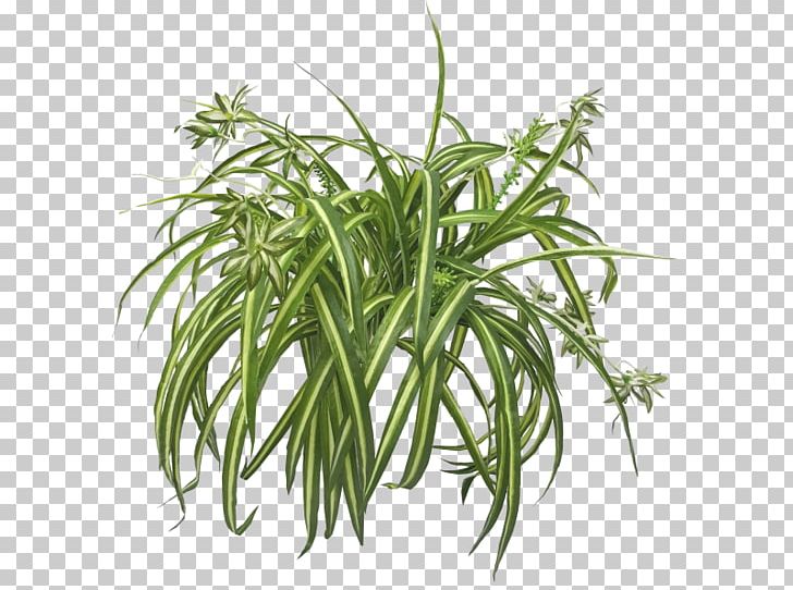 Chlorophytum Comosum NASA Clean Air Study Houseplant Leaf PNG, Clipart, Aquatic Plants, Chlorophytum , Commodity, Fern, Food Drinks Free PNG Download