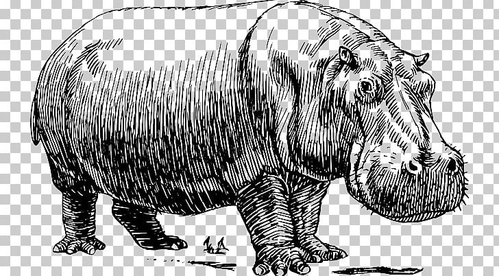Hippopotamus Drawing Graphics PNG, Clipart, Art, Bear, Black And White, Carnivoran, Cartoon Free PNG Download