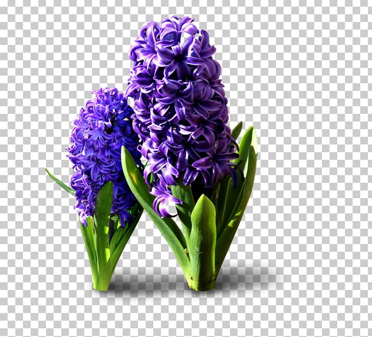 Hyacinthus Orientalis Flower PNG, Clipart, Computer Software, Cut Flowers, Dots Per Inch, Download, Floral Design Free PNG Download