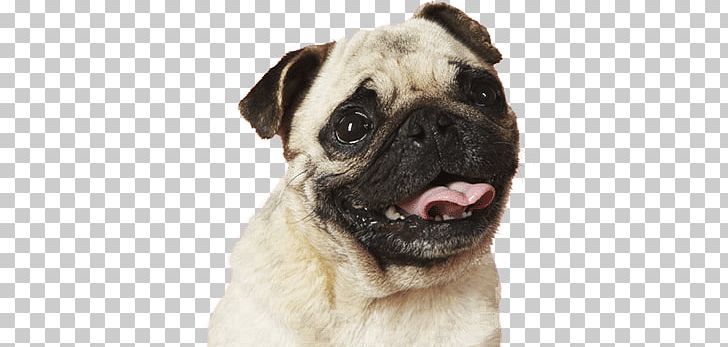 Pug Bulldog Puppy Desktop Dog Breed PNG, Clipart, American Kennel Club, Animals, Bulldog, Carnivoran, Companion Dog Free PNG Download