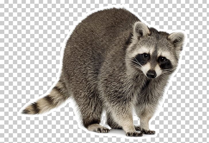 Raccoon Squirrel Trapping Cat PNG, Clipart, Animal Control And Welfare Service, Animals, Canine Distemper, Carnivoran, Fur Free PNG Download