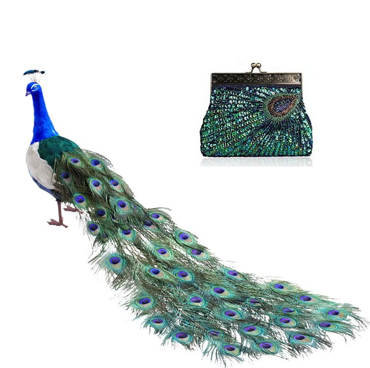 Bird Peafowl Feather Tail Parrot PNG, Clipart, Animal, Animals, Bird, Birdcage, Cage Free PNG Download