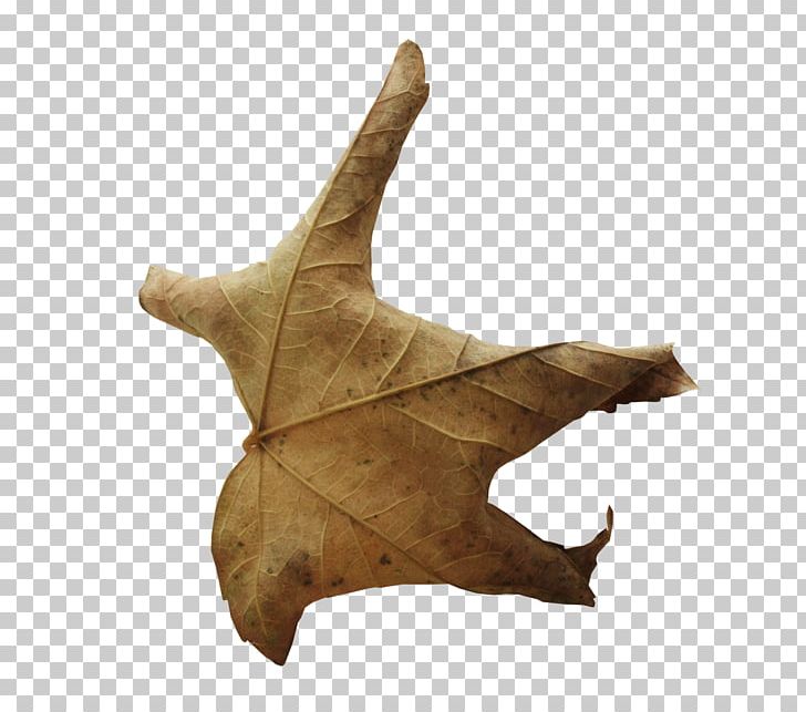 Leaf PNG, Clipart, Leaf, Wither Free PNG Download