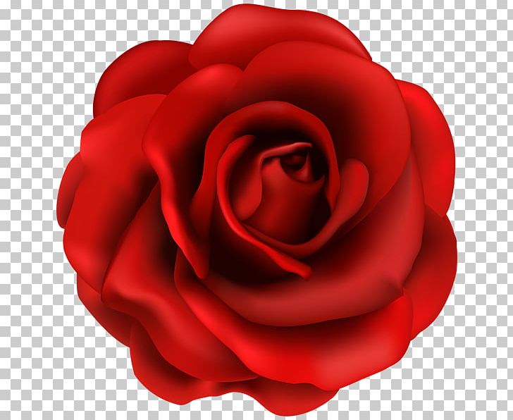 Rose PNG, Clipart, Rose Free PNG Download