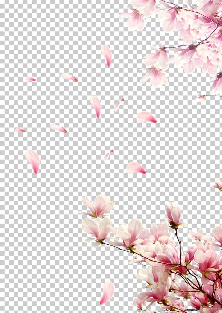 Rose Cherry Blossom PNG, Clipart, Branch, Cherry Blossoms, Cherry Petals, Cherry Tree Branches, Color Free PNG Download