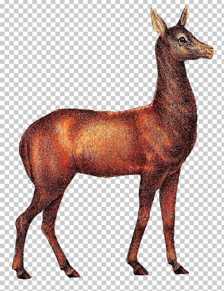 Deer Drawing PNG, Clipart, Animal, Animals, Antelope, Antique, Antler Free PNG Download