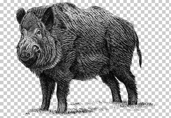 Domestic Pig Peccary Hunting Mammal Wildlife PNG, Clipart, Animal, Black And White, Cat, Cattle Like Mammal, Domestic Pig Free PNG Download