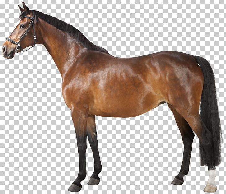 Horse PNG, Clipart, Animal Figure, Animals, Bridle, Colt, Equestrian Free PNG Download