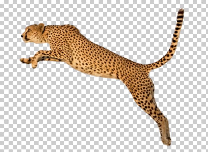 King Cheetah Felinae PNG, Clipart, Animals, Big Cats, Black, Carnivoran, Cat Like Mammal Free PNG Download