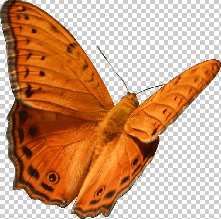 Monarch Butterfly Gossamer-winged Butterflies Moth Brush-footed Butterflies PNG, Clipart, Arthropod, Brush Footed Butterflies, Brush Footed Butterfly, Butterfly, Gossamer Winged Butterflies Free PNG Download