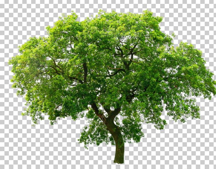 Tree Oak PNG, Clipart, Architectural Rendering, Branch, Image File Formats, Nature, Oak Free PNG Download