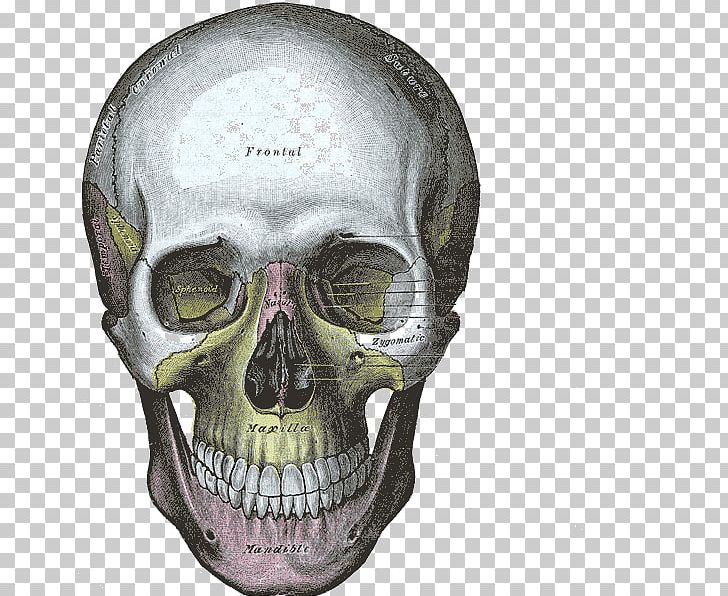 Gray's Anatomy Human Skull Bone PNG, Clipart, Anatomy, Bone, Drawing, Fantasy, Grays Anatomy Free PNG Download