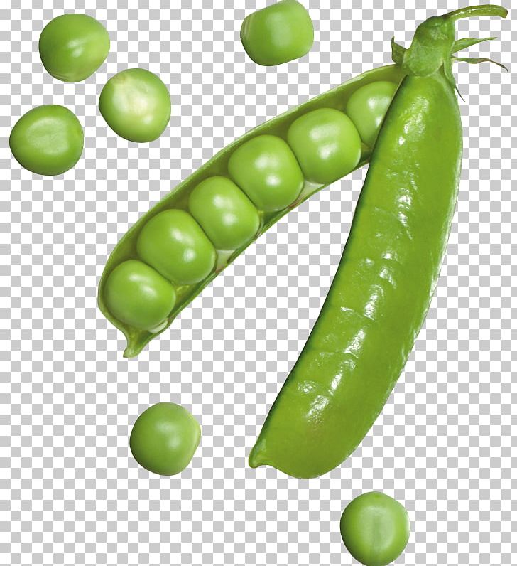 Portable Network Graphics Snow Pea PNG, Clipart, Broad Bean, Commodity, Computer Icons, Desktop Wallpaper, Display Resolution Free PNG Download