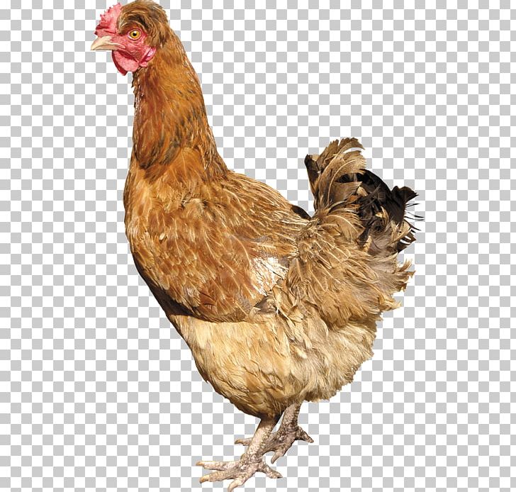 Silkie Solid White Fowl Poultry Portable Network Graphics PNG, Clipart, Beak, Bird, Bird Bird, Chicken, Fauna Free PNG Download