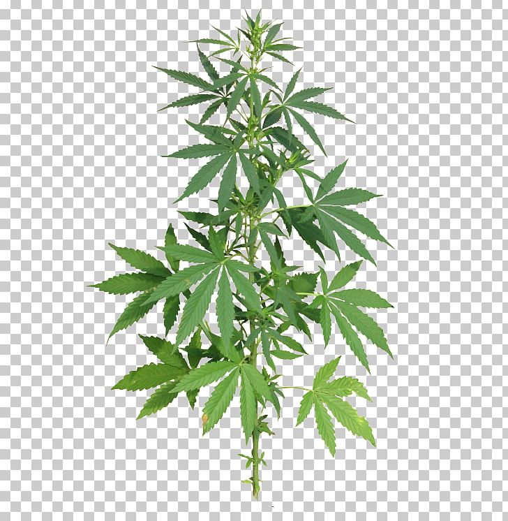 Medical Cannabis Cannabis Sativa PNG, Clipart, Cannabis, Cannabis Ruderalis, Cannabis Sativa, Cannabis Smoking, Clip Art Free PNG Download