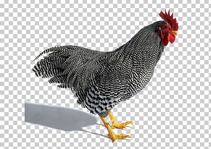 Plymouth Rock Chicken Rhode Island Red Rosecomb Dominique Chicken Araucana PNG, Clipart, Aloe, Bantam, Beak, Bird, Black Free PNG Download